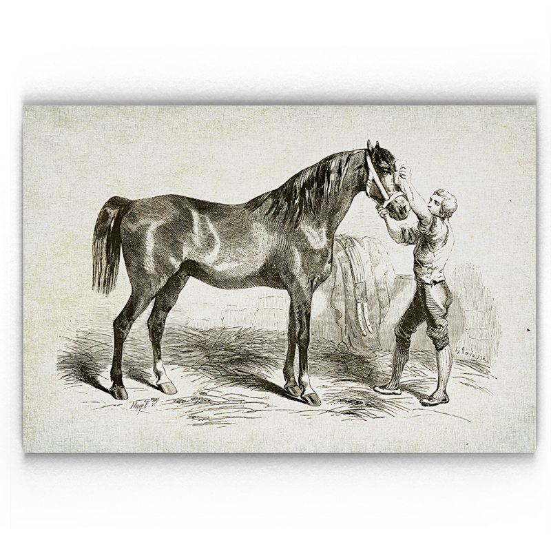 « équin sketch v », impression, H 18 po x l 27 po x P 1,5 po, Pas de tapis, Toile tendue