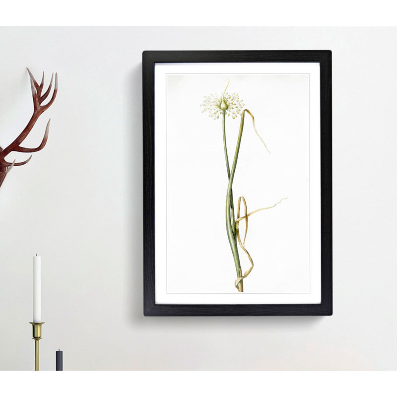 Wild Onion Flowers by Pierre-Joseph Redoute - Framed Print, Black Framed, 36cm H x 27cm W x 2cm D