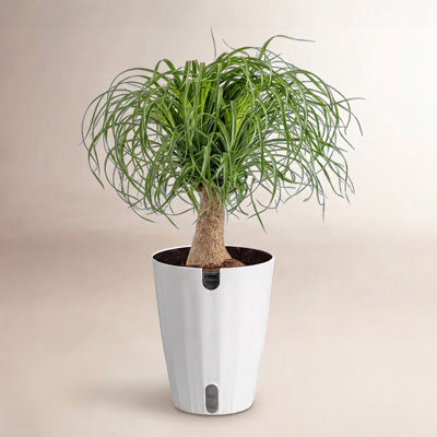 Costa Farms Ponytail Palm Plant
