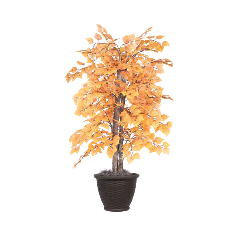 Série artificielle Golden Aspen, Brun