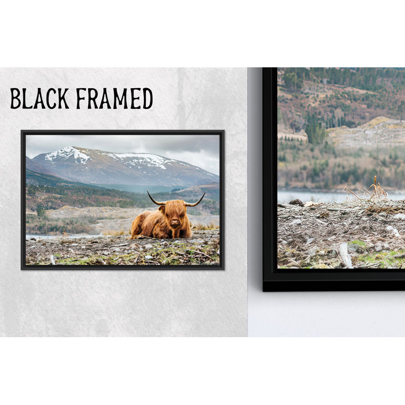 Art de la vache Highland: décor de maison de campagne, option verre trempé, toiles à cadre noir 1P, H: 47,3 po x l: 82,7 po