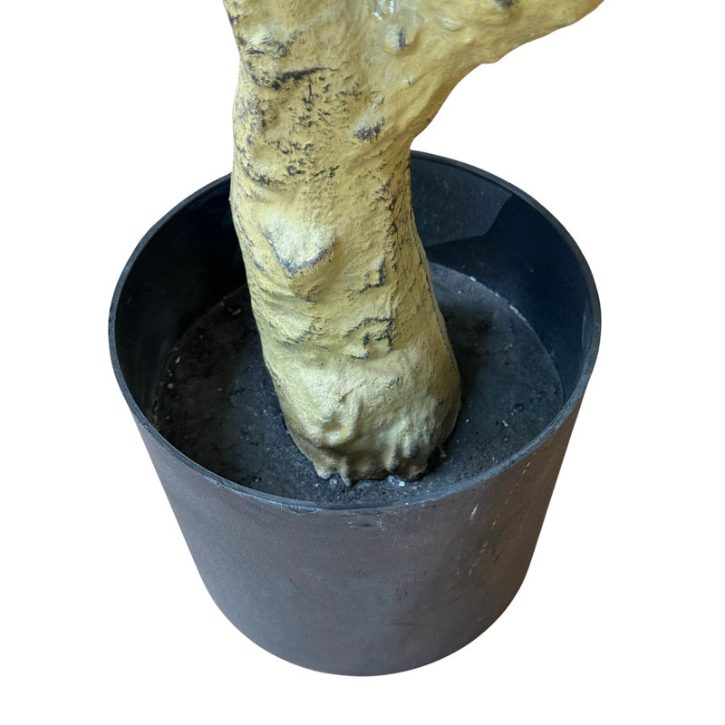 Andaiye 180cm Plant in Pot