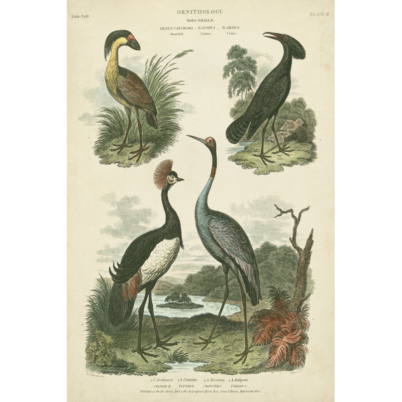 Heron & Crane Species II by Sydenham Edwards - Wrapped Canvas Print, 46cm H x 30cm W 