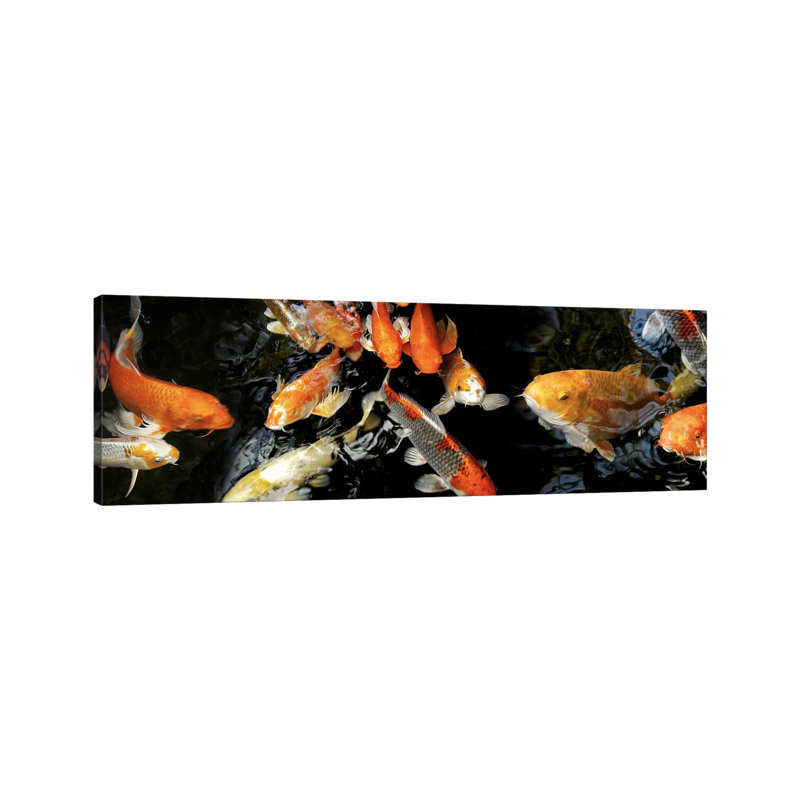 Koi Carp Swimming Underwater #2 - Wrapped Canvas Panoramic Print, 121.92 cm H x 40.64 cm W x 1.91 cm D