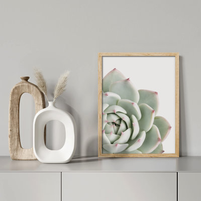 «Cactus Succulent Close Up Echeveria Red Tip White» sur papier