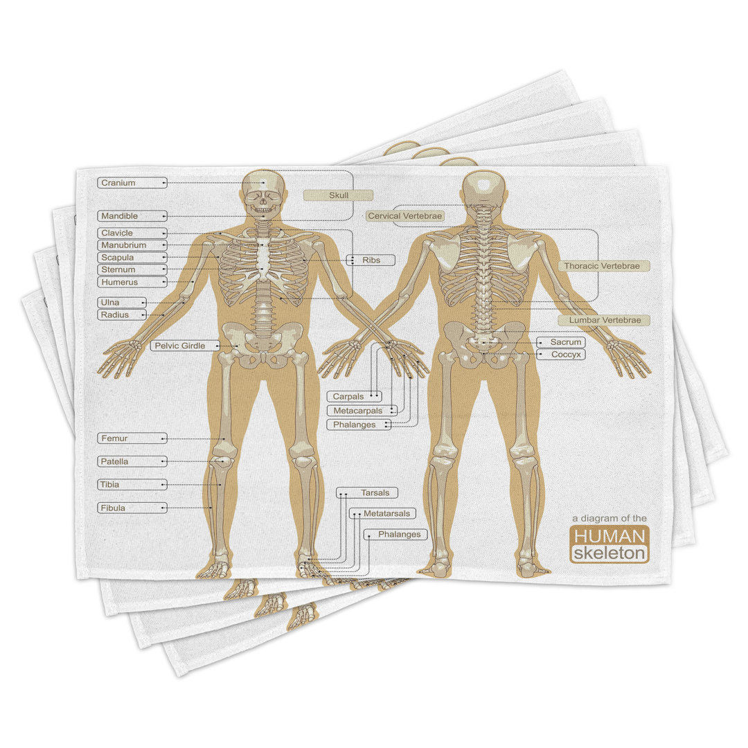 Platzdeckchen 4er-Set, Menschliches Skelettsystem, weiß-tan