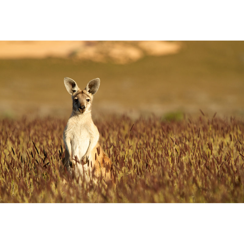 Cute Kangaroo In Australian Outback by Photogerson - Wrapped Canvas Print, 30cm H x 46cm W x 3.8cm D
