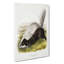 Texan Skunk by J.W. Audubon - Wrapped Canvas-55341395