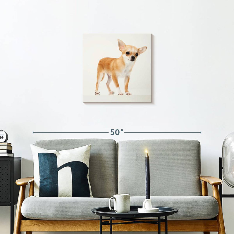 Chihuahua précieux Brampt, H 20 po x l 20 po