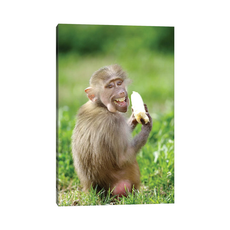 Smiling Monkey by Goran Anastasovski - Wrapped Canvas Print, 20.32 cm H x 30.48 cm W