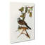 Barred Shouldered Ground Doves by Elizabeth Gould - Wrapped Canvas-55363680