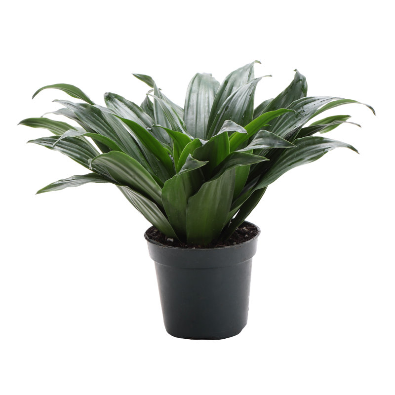 Dracaena Plant in Pot