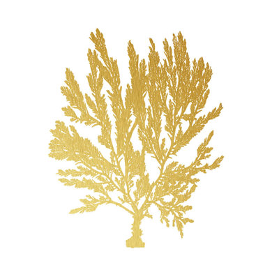 Blush Coral IV Print by Sofia Fox