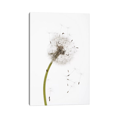 Close-Up Dandelion Seeds - Wrapped Canvas Print