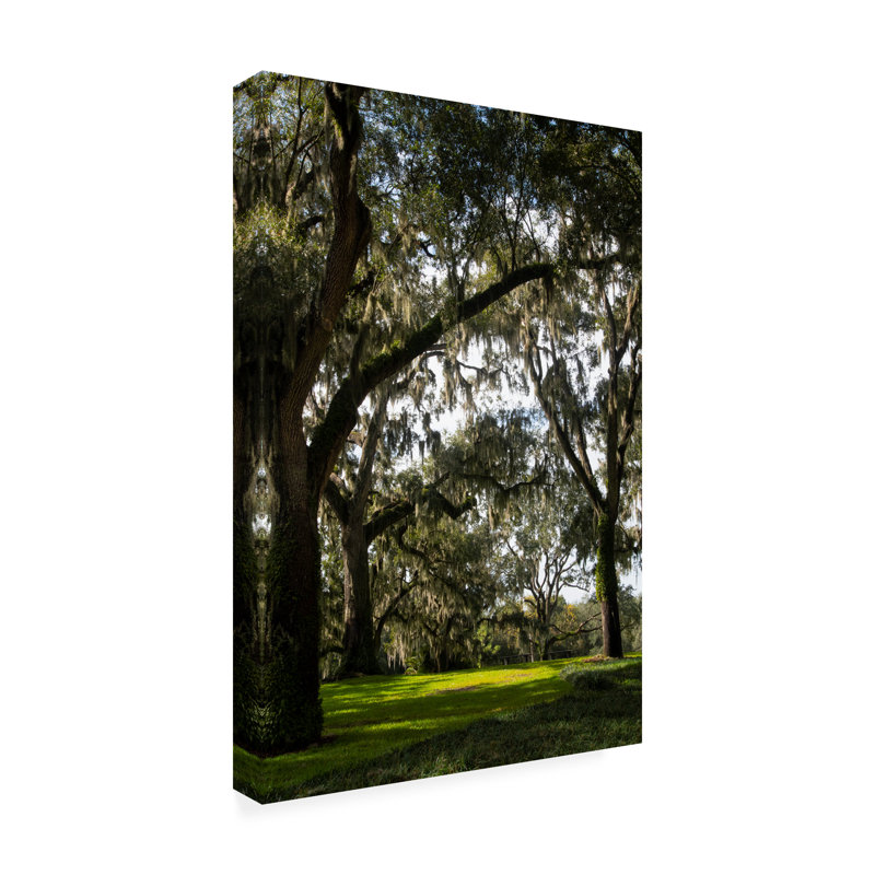 «Robert Oak», «Live Oak Trees», art sur toile, H 19 po x l 12 po x P 2 po