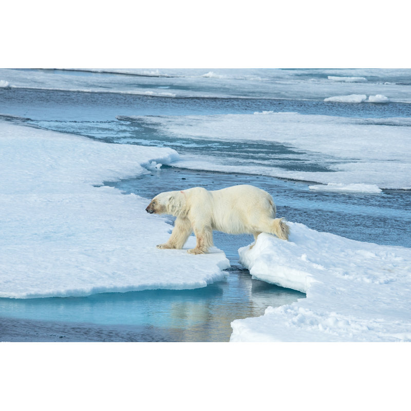 Polar bear walking on ice floe surrounded by water, 20cm H x 30cm W
