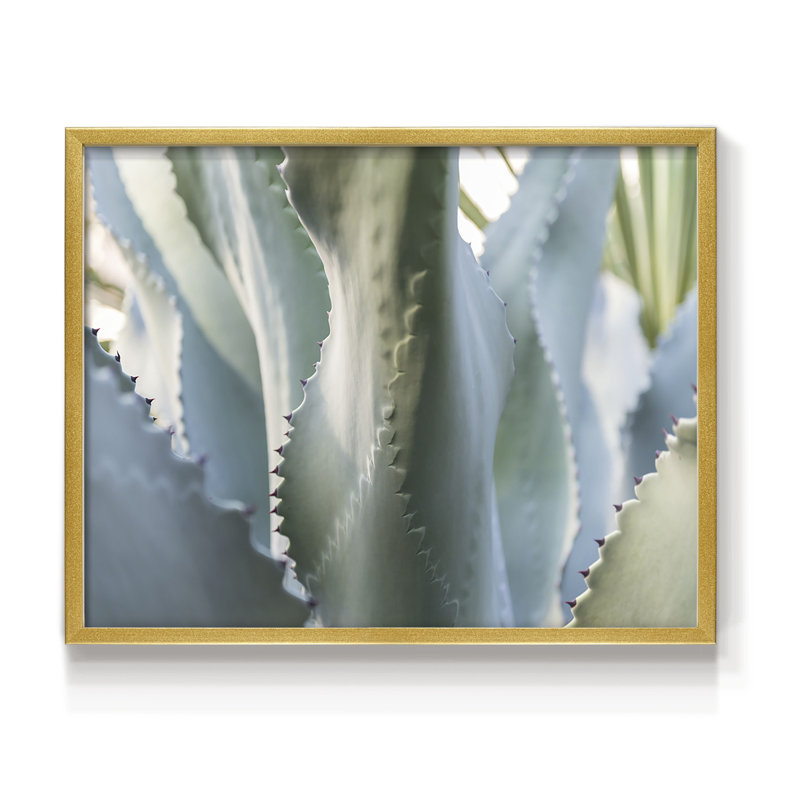 Blue Agave II -Framed Print - Restickable, 22" H x 28" W