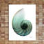 Shimmering Snail 4 - Wrapped Canvas Print-592581154