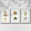Ensemble de 3 pièces de poissons tropicaux antiques I encadrés sur toile-97759342-97759347