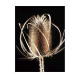 Thistle Detail III Print by Chris Dunker