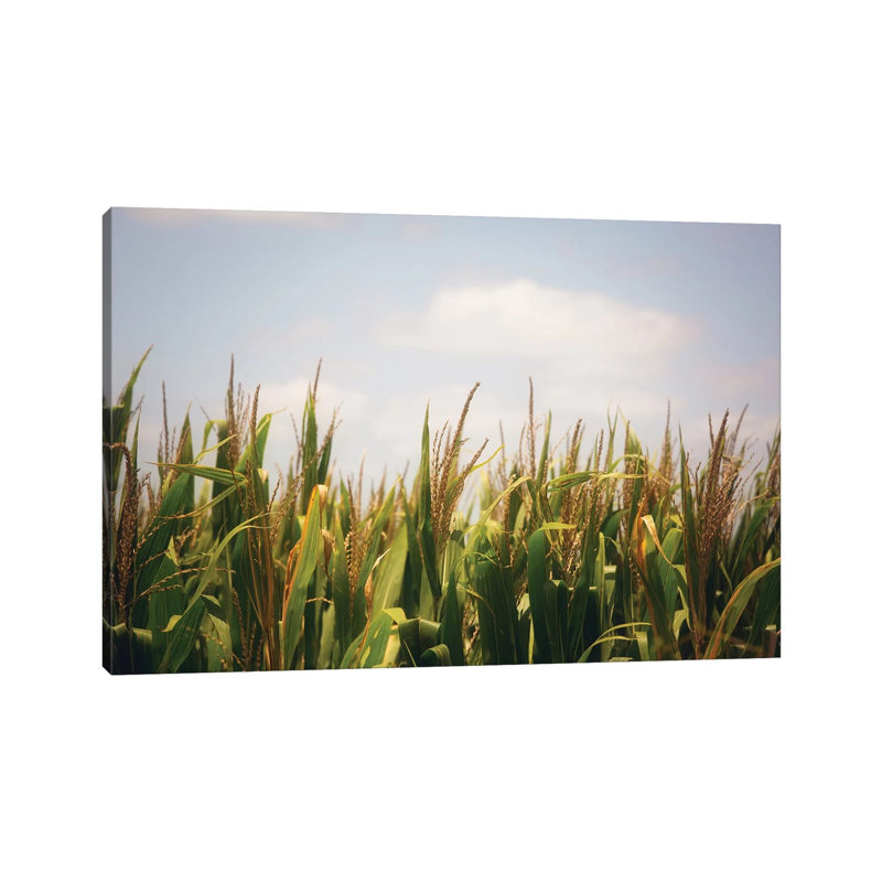 Summer Cornfields 1 Piece Wrapped Canvas Wall Art, 101.6 cm H x 66.04 cm W x 1.91 cm D