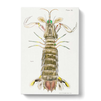 Mantis Shrimp by J.E. De Kay - Wrapped Canvas