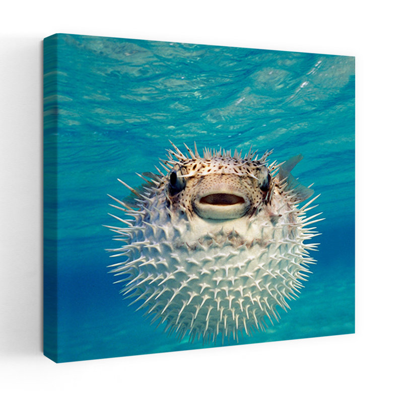 Close-Up Of A Puffer Fish Bahamas Contemporary Fish Art, 24" H x 24" W