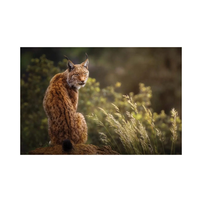 Lynx 1 Piece Wrapped Canvas Wall Art, 20.32 cm H x 30.48 cm W