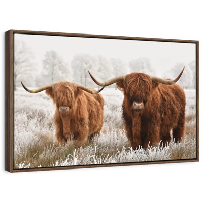 Hairy Scottish Highland Cows