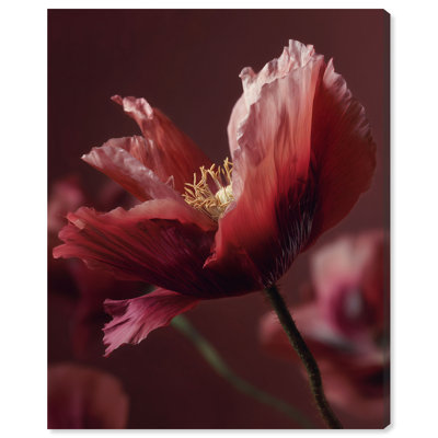 Merlot Blush Blossom II Print by Oliver Gal