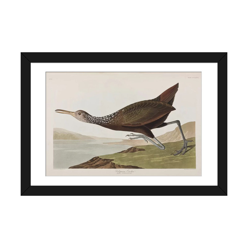 « scolopaceus courlan », impression sur toile, Papier d'art encadré noir, Blanc, H 16 po x l 24 po x P 1 po