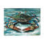 Art sur toile Carolee Vitaletti «Blue Palette Crab II»-466146324