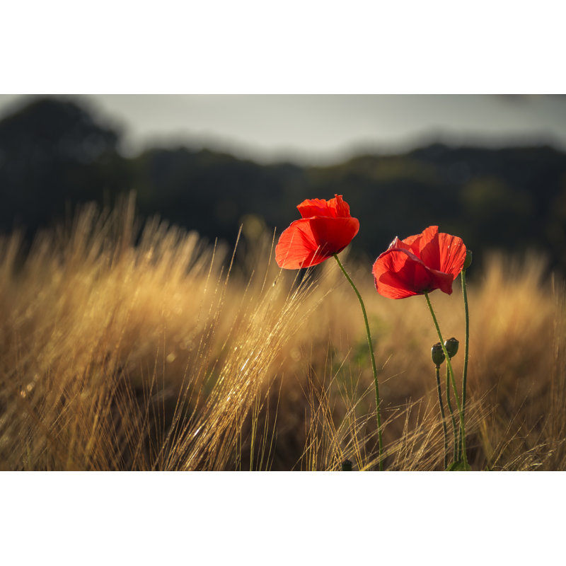 Red Poppies Catching The Last Golden Sunlight In A Wheat Field - Wrapped Canvas Print, 30cm H x 46cm W x 3.8cm D