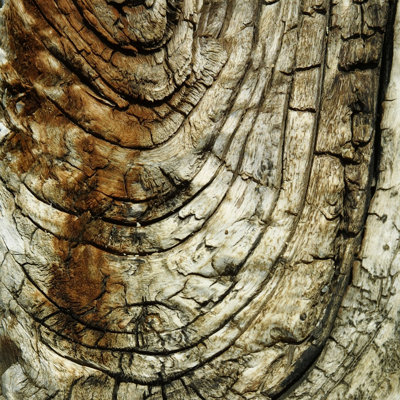 Natures Textures III