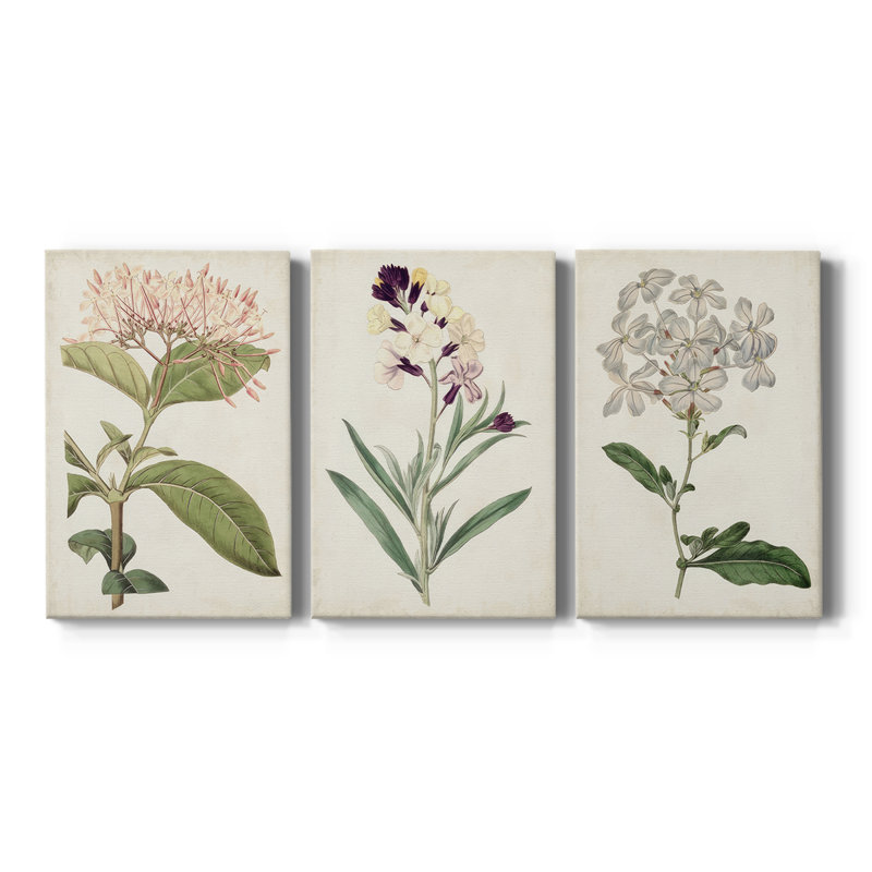 Antique Botanical Collection VI - Toile tendue avec châssis sur mesure - 3 pièces, H 12 po x l 24 po