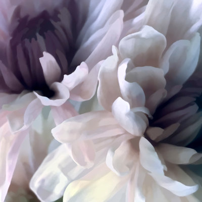 «Imrich Chrysanthemum IX on Canvas» par David Pollard, reproduction