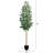 120'' Faux Eucalyptus Tree in Pot Liner