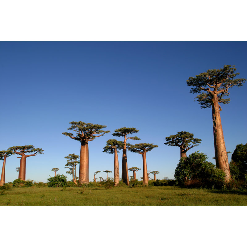 Baobab Trees by Pappystudio - Wrapped Canvas Print, 51cm H x 76cm W