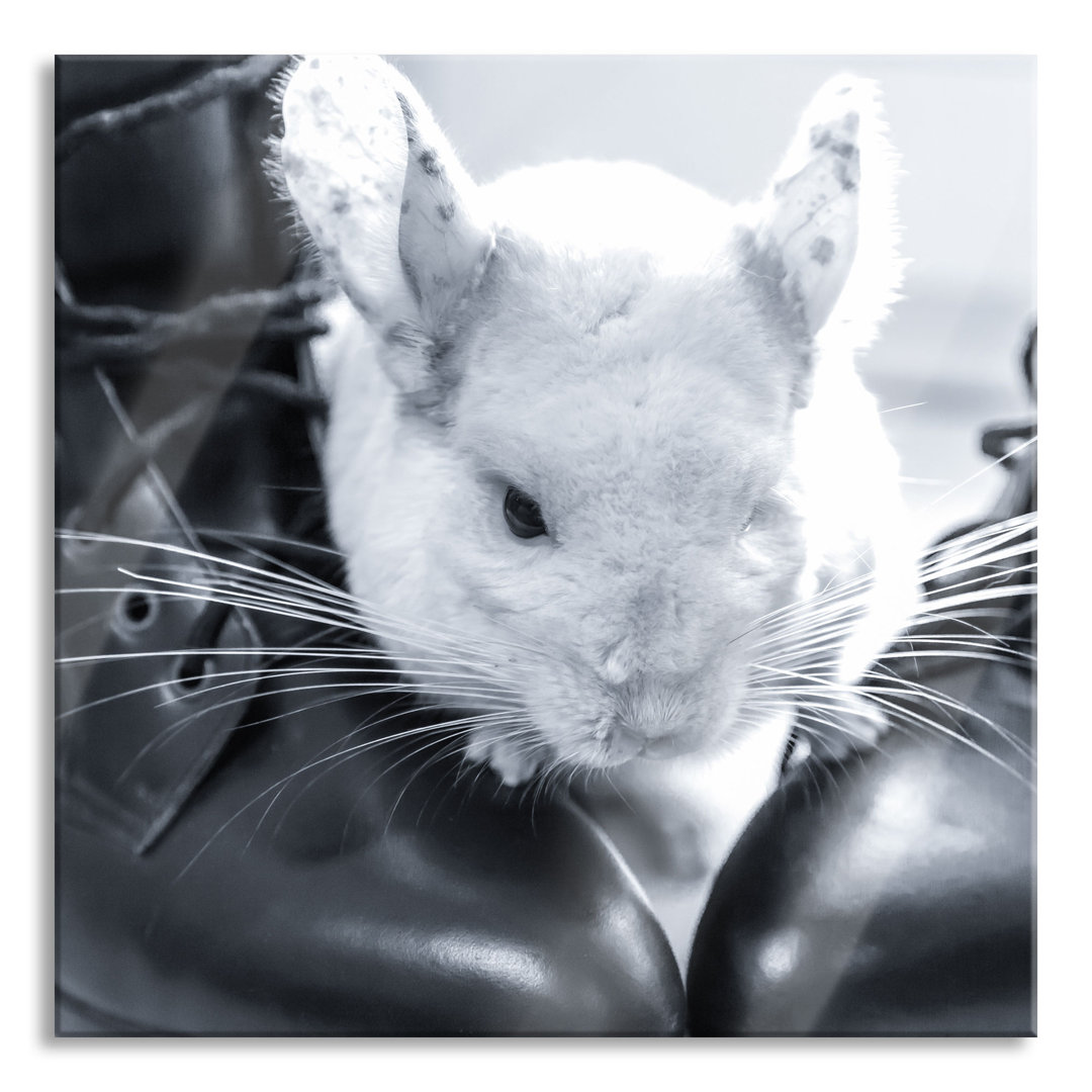 Glasbild Chinchilla Zwischen Schuhe