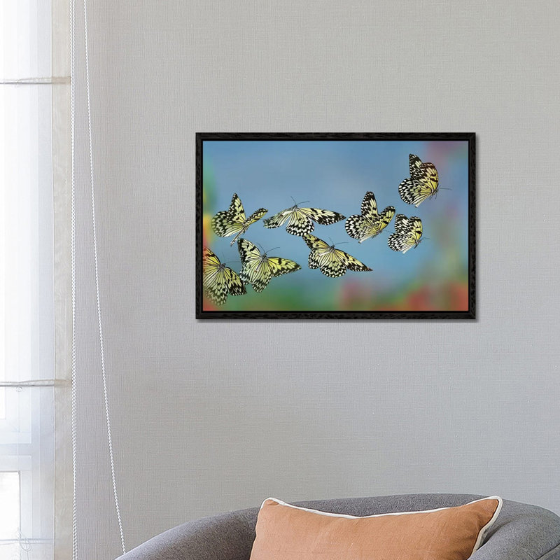 Paper Kite Butterflies Flying, Philippines by Tim Fitzharris - Print on Canvas, 66.04 cm H x 45.72 cm W, Black Framed