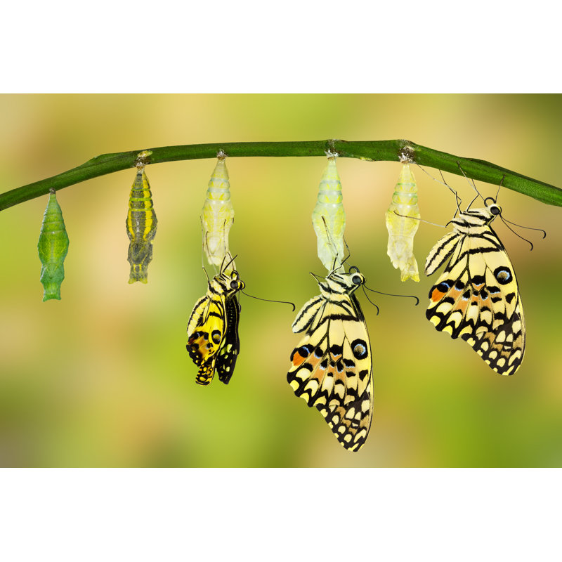 Transformation of Lime Butterfly par Mathisa_S - Photographie sur toile tendue, H 12 po x l 18 po