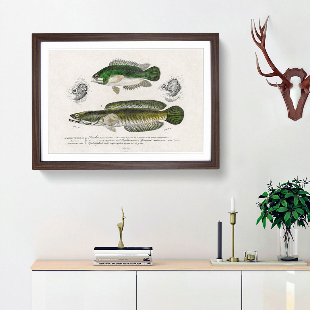 Green Fish Illustrations by Charles d Orbigny - Framed Print