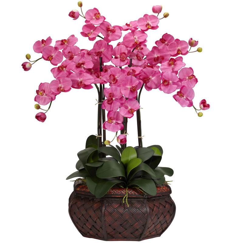 Grande agencement floral orchidées phalaenopsis dans un pot de fleurs