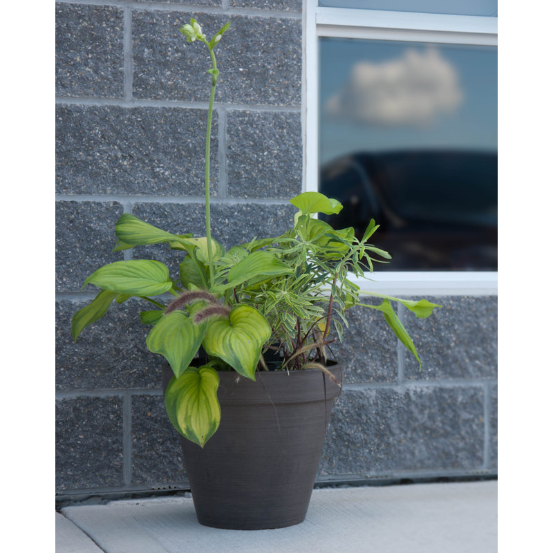 Cara Banded Composite Pot Planter, Chocolate, 12" H x 13.75" W x 13.75" D