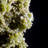 Pyromorphite Crystal Cluster. Daoping Mine