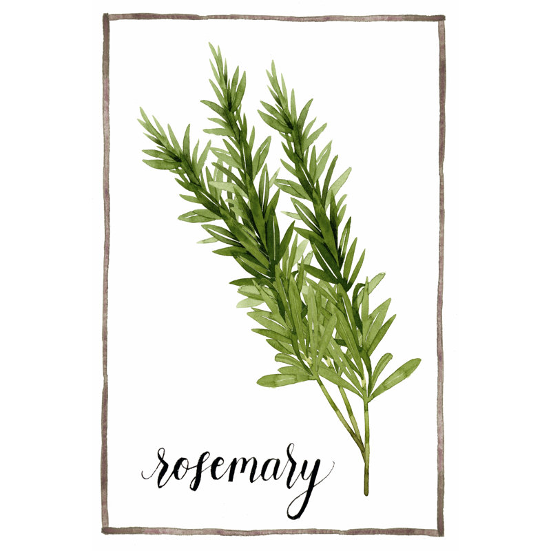Watercolor Herbs V - Wrapped Canvas Print, 76cm H x 51cm W x 3.8cm D