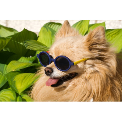 Hot Dog Wearing Sunglasses by Orchidpoet