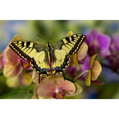 «Mhal Orchid Phalaenopsis And Old World Swallowtail Butterfly Papilio Machaon» par Darrell Gulin (36 x 24) # US48DGU1735