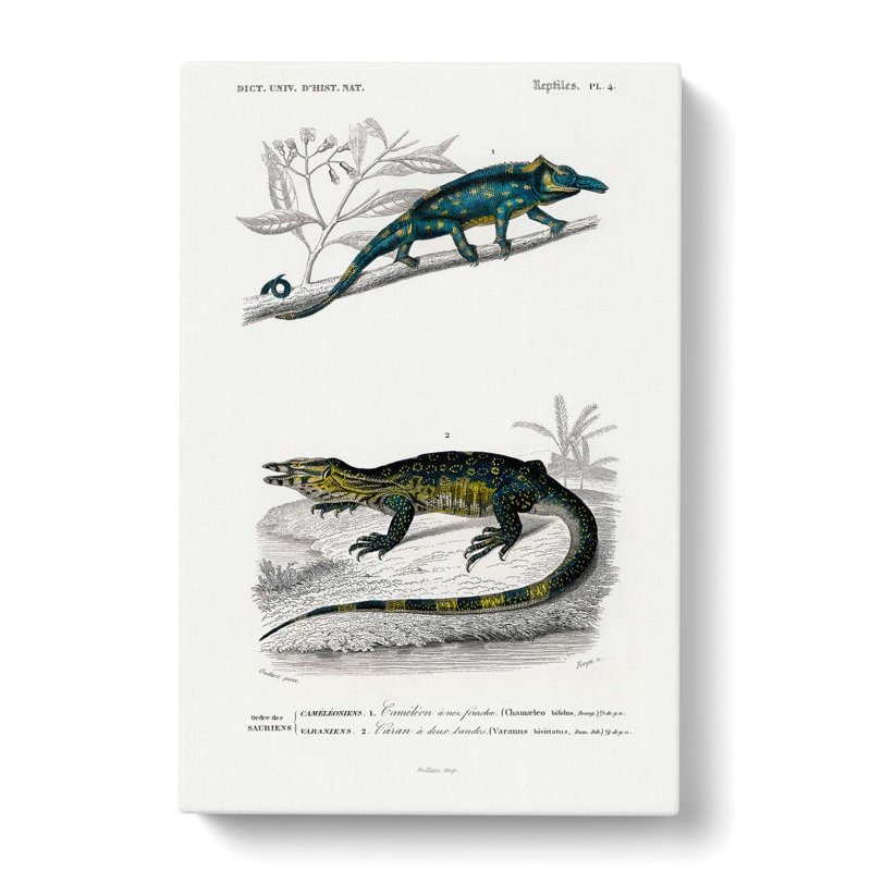 Chameleon Illustrations PL. 4 by Charles D' Orbigny - Wrapped Canvas Painting, 50cm H x 35cm W x 3cm D