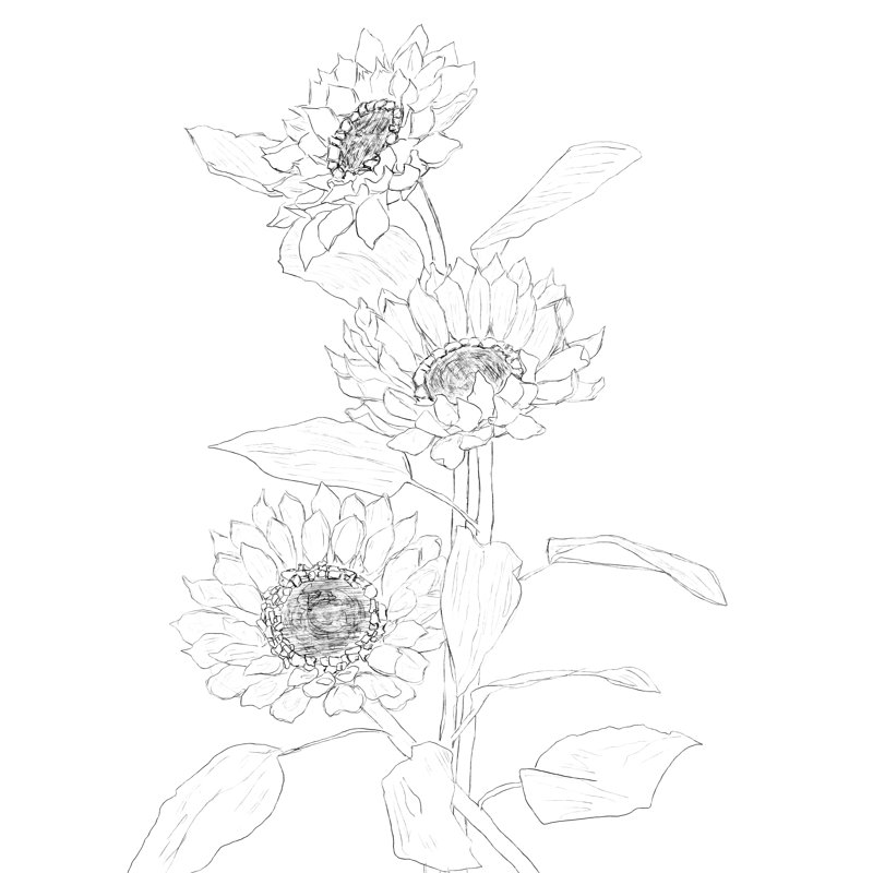 «Sunflower Line Sami» par Nadja, Toile encadrée noire, Non, H 12 po x l 12 po x P 2 po